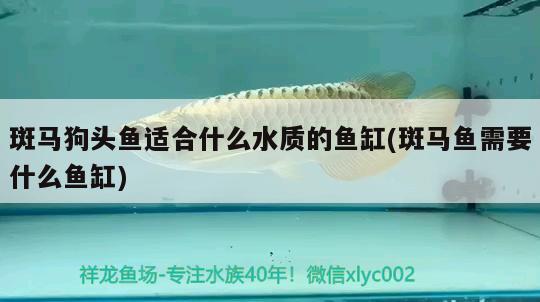 斑馬狗頭魚適合什么水質(zhì)的魚缸(斑馬魚需要什么魚缸) 斑馬狗頭魚