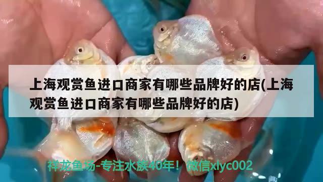 上海觀賞魚進口商家有哪些品牌好的店(上海觀賞魚進口商家有哪些品牌好的店) 觀賞魚進出口