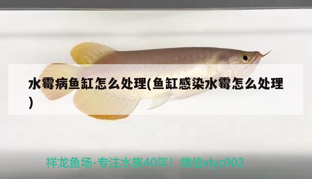 水霉病魚缸怎么處理(魚缸感染水霉怎么處理) 古典過背金龍魚