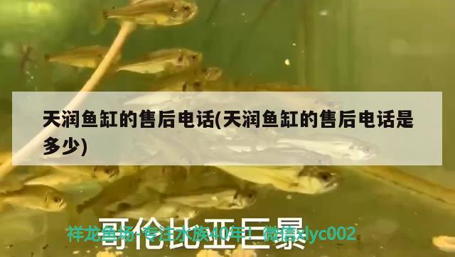 天潤(rùn)魚(yú)缸的售后電話(天潤(rùn)魚(yú)缸的售后電話是多少) 養(yǎng)魚(yú)知識(shí)