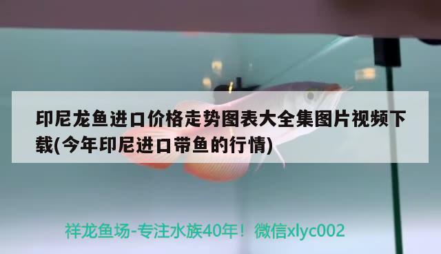 印尼龍魚進口價格走勢圖表大全集圖片視頻下載(今年印尼進口帶魚的行情) 觀賞魚進出口