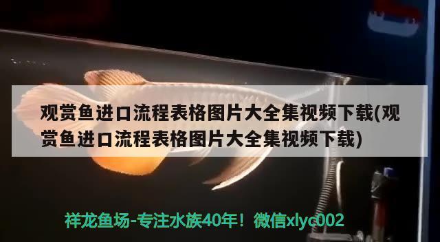 觀賞魚進口流程表格圖片大全集視頻下載(觀賞魚進口流程表格圖片大全集視頻下載) 觀賞魚進出口