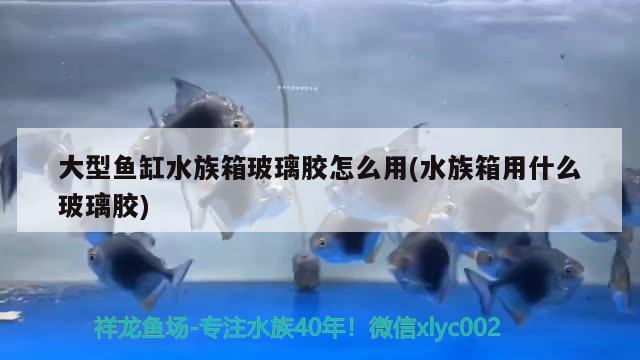 大型魚缸水族箱玻璃膠怎么用(水族箱用什么玻璃膠) 魚缸/水族箱