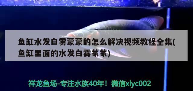 魚缸水發(fā)白霧蒙蒙的怎么解決視頻教程全集(魚缸里面的水發(fā)白霧蒙蒙) 泰國虎魚