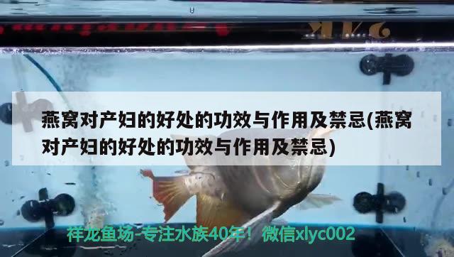 魚缸小蝦怎么養(yǎng)殖：河蝦在家里魚缸怎么養(yǎng) 觀賞魚市場 第3張