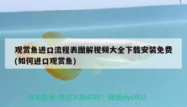 觀賞魚進口流程表圖解視頻大全下載安裝免費(如何進口觀賞魚) 觀賞魚進出口