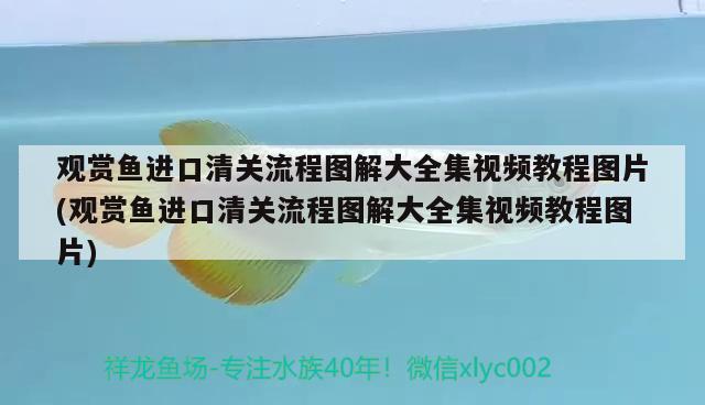 三亞賣觀賞魚的地方叫什么名稱來(lái)著（三亞水最清的是哪里） 三色錦鯉魚 第2張