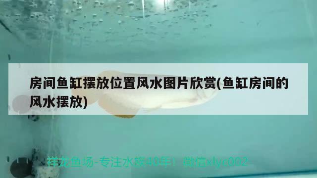 魚缸小蝦怎么養(yǎng)殖：河蝦在家里魚缸怎么養(yǎng) 觀賞魚市場 第2張