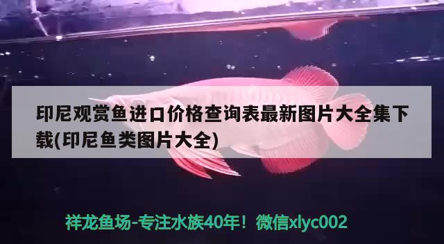 印尼觀賞魚進口價格查詢表最新圖片大全集下載(印尼魚類圖片大全) 觀賞魚進出口 第1張