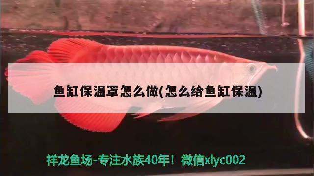 魚缸能放蝦嗎 