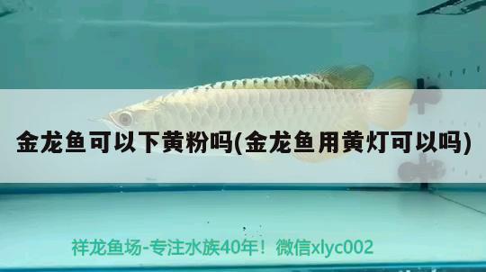 金龍魚可以下黃粉嗎(金龍魚用黃燈可以嗎) 祥龍傳奇品牌魚缸