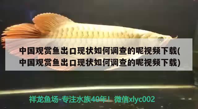 中國觀賞魚出口現(xiàn)狀如何調(diào)查的呢視頻下載(中國觀賞魚出口現(xiàn)狀如何調(diào)查的呢視頻下載) 觀賞魚進(jìn)出口