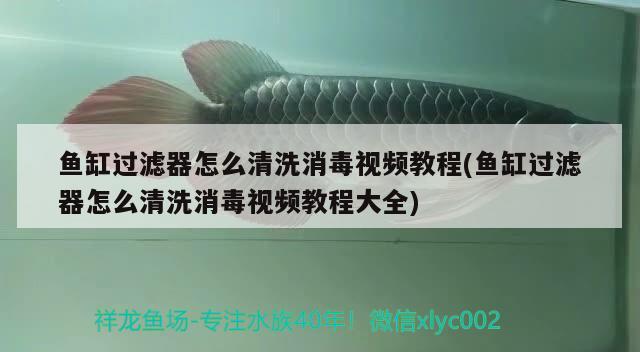 魚缸過濾器怎么清洗消毒視頻教程(魚缸過濾器怎么清洗消毒視頻教程大全)