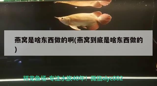 燕窩是啥東西做的啊(燕窩到底是啥東西做的) 馬來西亞燕窩