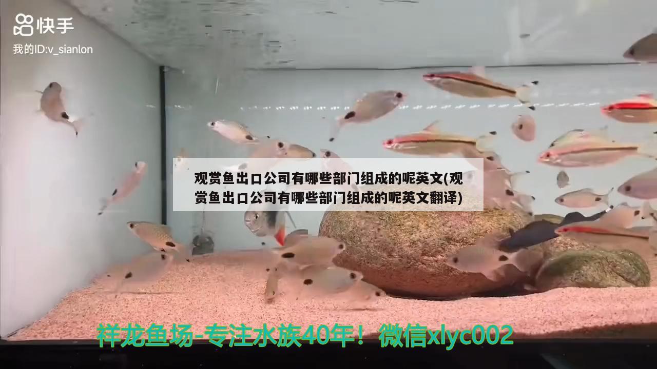 觀賞魚出口公司有哪些部門組成的呢英文(觀賞魚出口公司有哪些部門組成的呢英文翻譯) 觀賞魚進出口