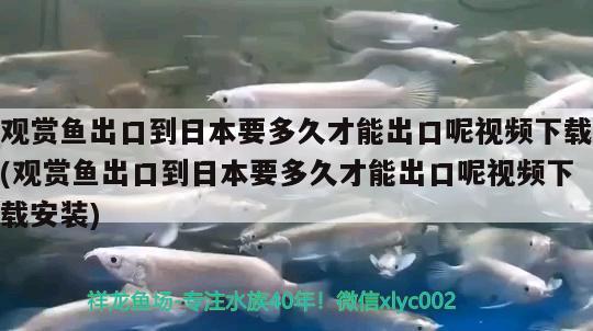 觀賞魚出口到日本要多久才能出口呢視頻下載(觀賞魚出口到日本要多久才能出口呢視頻下載安裝) 觀賞魚進出口