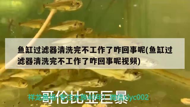 魚(yú)缸過(guò)濾器清洗完不工作了咋回事呢(魚(yú)缸過(guò)濾器清洗完不工作了咋回事呢視頻) 白子黑帝王魟魚(yú)