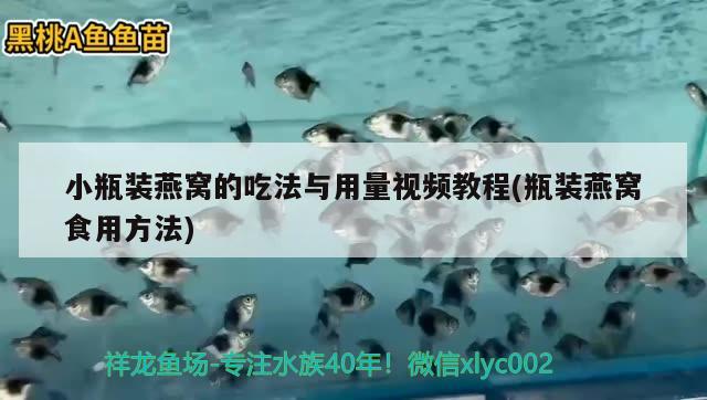 紅龍魚原產地哪個國家最好：紅龍魚生活在哪個地方? 觀賞魚市場 第1張