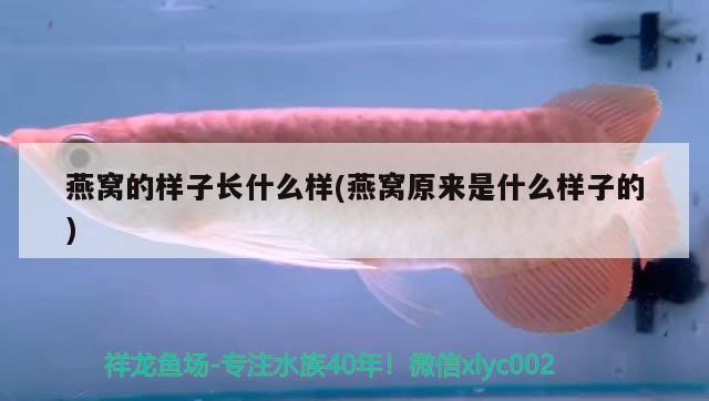 虎皮魚多久喂一次食物比較好：虎皮魚怎么養(yǎng) 觀賞魚 第2張