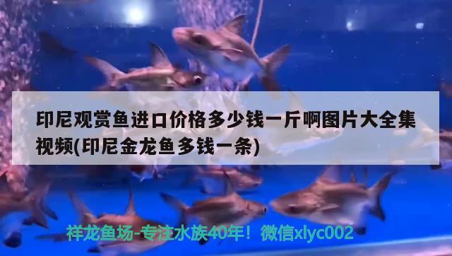 印尼觀賞魚進口價格多少錢一斤啊圖片大全集視頻(印尼金龍魚多錢一條)