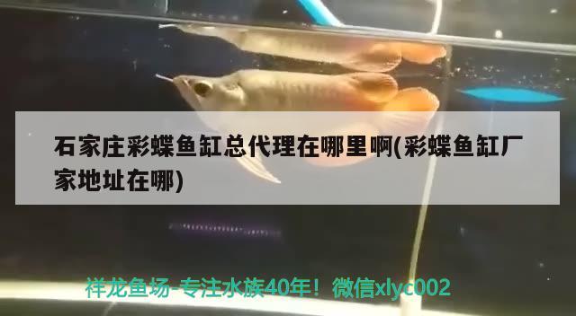 石家莊彩蝶魚缸總代理在哪里啊(彩蝶魚缸廠家地址在哪) 非洲象鼻魚