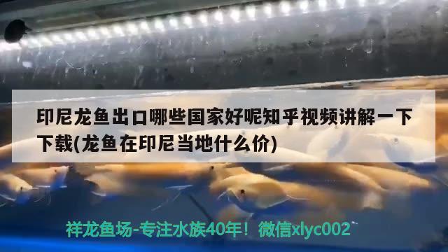 上濾魚缸只用過濾棉行嗎（上濾只用過濾棉可以嗎）