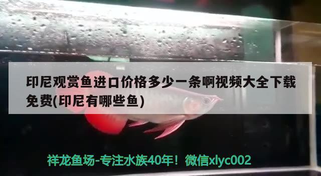 印尼觀賞魚進口價格多少一條啊視頻大全下載免費(印尼有哪些魚)