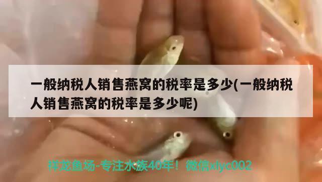 白子黑帝魟魚 藍(lán)底過背金龍魚 第3張