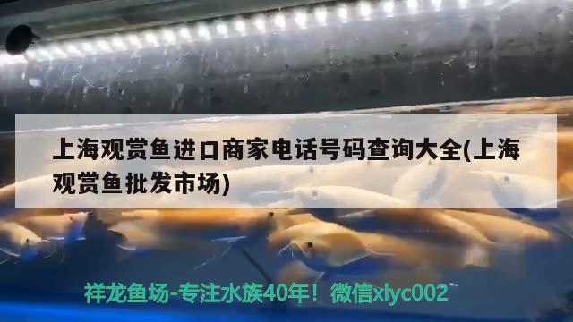 上海觀賞魚進(jìn)口商家電話號(hào)碼查詢大全(上海觀賞魚批發(fā)市場(chǎng)) 觀賞魚進(jìn)出口