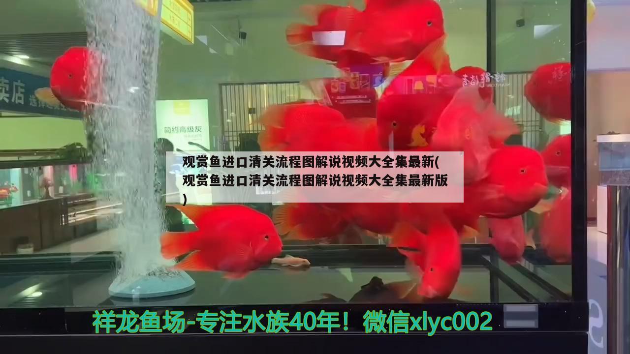 魚缸凈水劑加多了怎么辦視頻（魚缸凈水劑加多了怎么辦視頻教學(xué)） 印尼虎苗 第1張