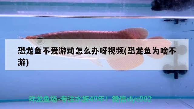 恐龍魚(yú)不愛(ài)游動(dòng)怎么辦呀視頻(恐龍魚(yú)為啥不游) 招財(cái)戰(zhàn)船魚(yú)