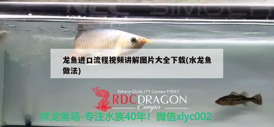 龍魚(yú)進(jìn)口流程視頻講解圖片大全下載(水龍魚(yú)做法) 觀賞魚(yú)進(jìn)出口