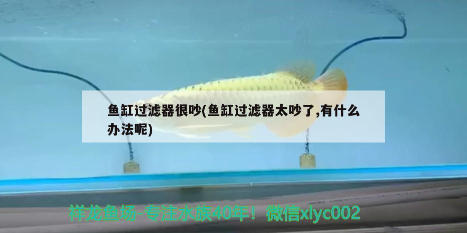 魚缸過濾器很吵(魚缸過濾器太吵了,有什么辦法呢)