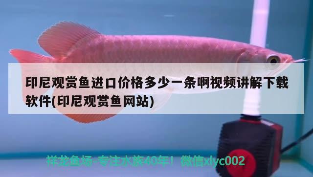 印尼觀賞魚進(jìn)口價格多少一條啊視頻講解下載軟件(印尼觀賞魚網(wǎng)站) 觀賞魚進(jìn)出口