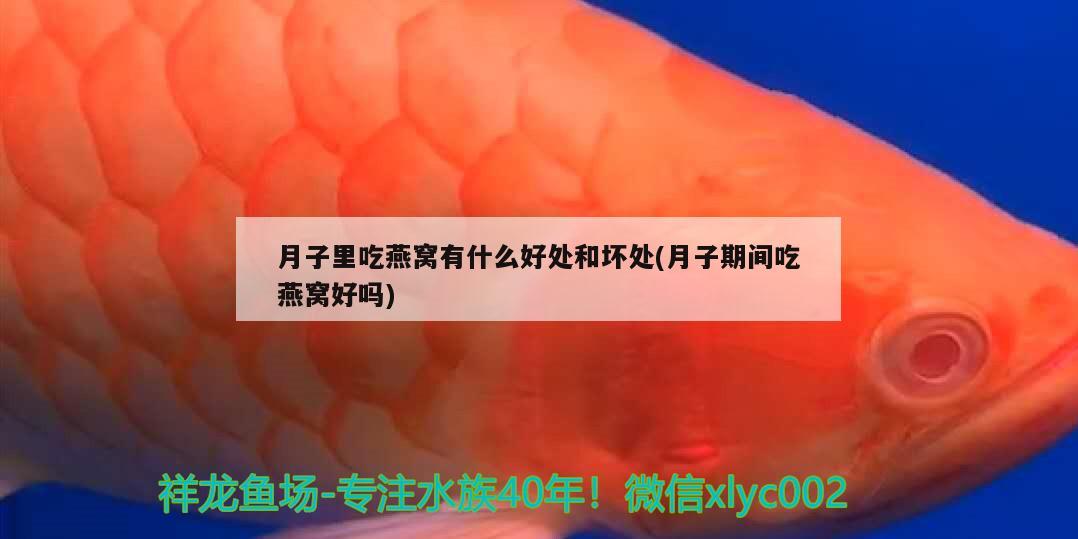 魚缸背景更換（魚缸背景紙怎么去除） 水族世界 第1張