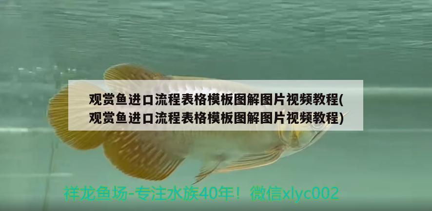 魚缸底濾循環(huán)原理(底缸過濾魚缸過濾原理)