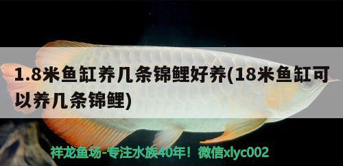 1.8米魚缸養(yǎng)幾條錦鯉好養(yǎng)(18米魚缸可以養(yǎng)幾條錦鯉) 斑馬鴨嘴魚