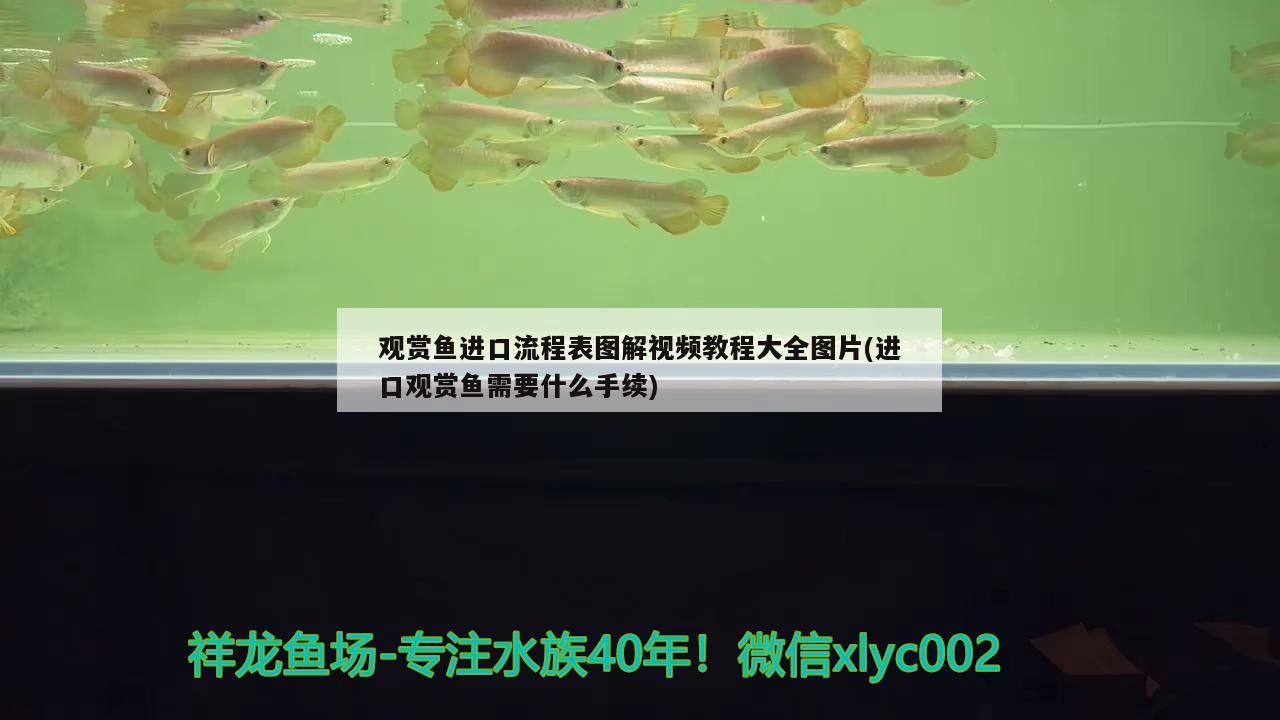 觀賞魚進口流程表圖解視頻教程大全圖片(進口觀賞魚需要什么手續(xù)) 觀賞魚進出口