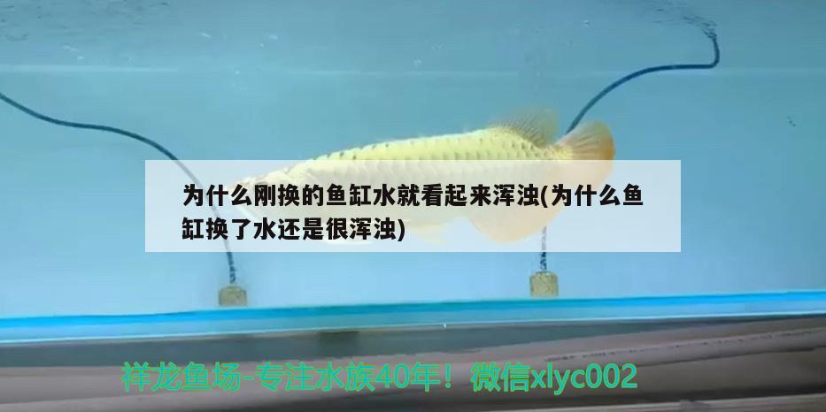 為什么剛換的魚缸水就看起來渾濁(為什么魚缸換了水還是很渾濁) 哥倫比亞巨暴魚苗