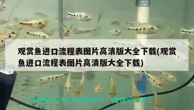 觀賞魚進口流程表圖片高清版大全下載(觀賞魚進口流程表圖片高清版大全下載)