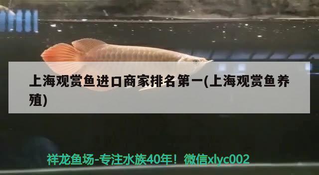 金昌水族館（金州火車站附近有什么可玩的） 委內(nèi)瑞拉奧里諾三間魚苗 第2張