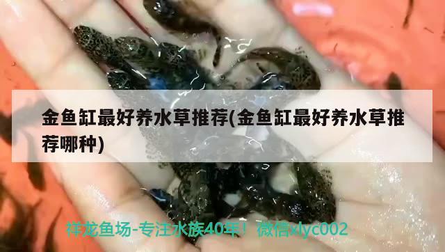 金魚缸最好養(yǎng)水草推薦(金魚缸最好養(yǎng)水草推薦哪種) 水草