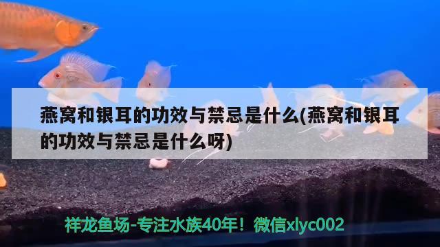 燕窩和銀耳的功效與禁忌是什么(燕窩和銀耳的功效與禁忌是什么呀) 馬來西亞燕窩