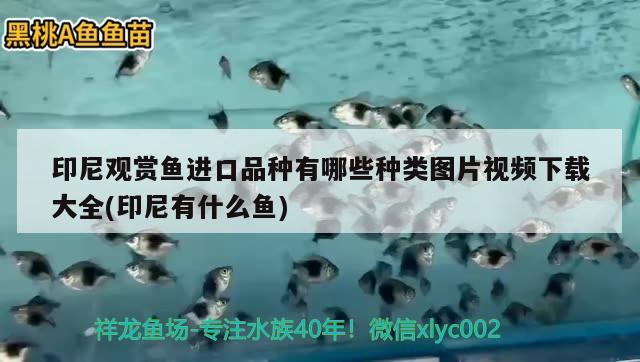 印尼觀賞魚進口品種有哪些種類圖片視頻下載大全(印尼有什么魚) 觀賞魚進出口