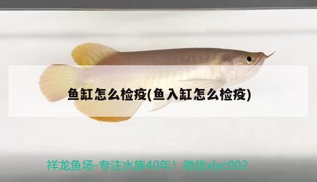 魚缸怎么檢疫(魚入缸怎么檢疫)