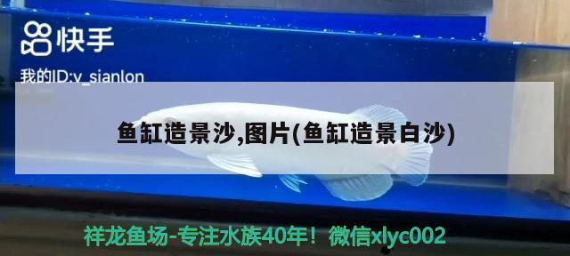 龍魚和錦鯉能混養(yǎng)嗎（龍魚混養(yǎng)最佳伴侶魚） 廣州龍魚批發(fā)市場