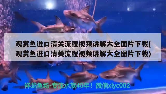 觀賞魚進口清關流程視頻講解大全圖片下載(觀賞魚進口清關流程視頻講解大全圖片下載) 觀賞魚進出口