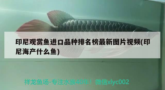 魚(yú)缸玻璃磨邊機(jī)怎么用的（魚(yú)缸的石子怎么拋光） 綠皮辣椒小紅龍 第1張