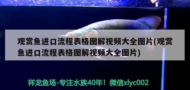 觀賞魚進(jìn)口流程表格圖解視頻大全圖片(觀賞魚進(jìn)口流程表格圖解視頻大全圖片) 觀賞魚進(jìn)出口