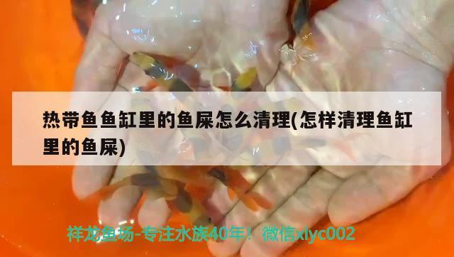 熱帶魚魚缸里的魚屎怎么清理(怎樣清理魚缸里的魚屎) PH調(diào)節(jié)劑 第2張